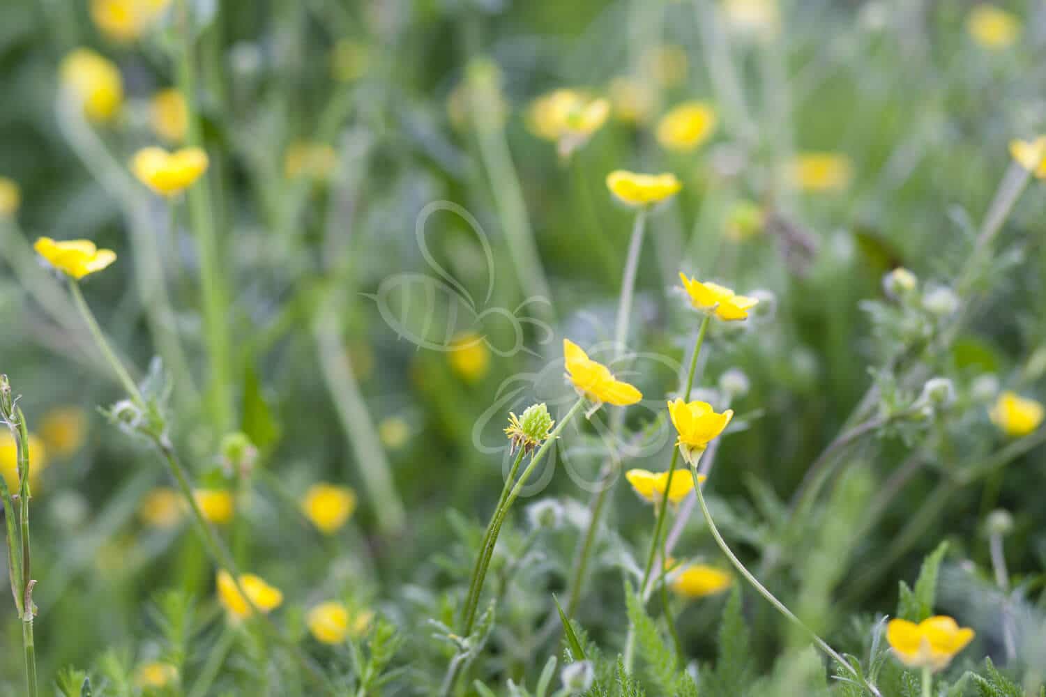 insektblomster_feber-nellikerod Hej Verden Udvalgt Billede
