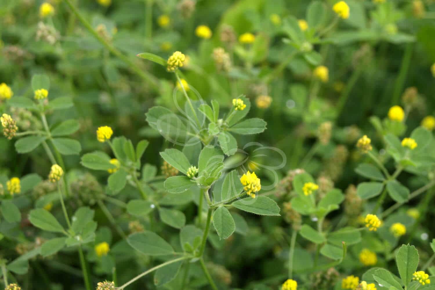 insektblomster_fin_kloever Hej Verden Udvalgt Billede