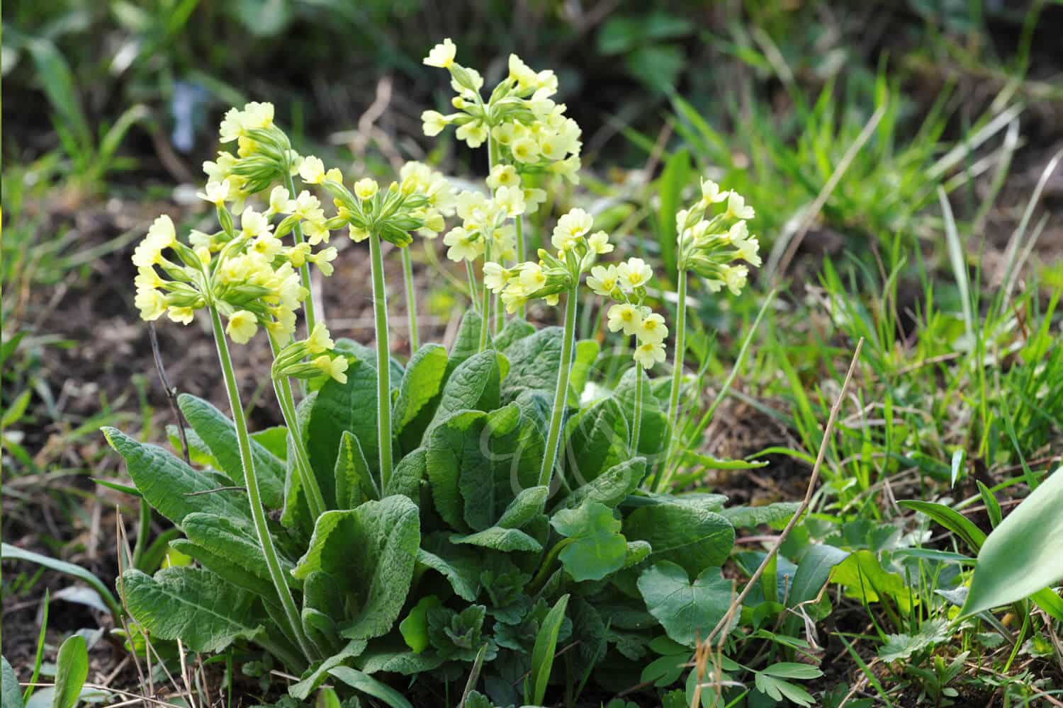insektblomster_fladkravet_kodriver Hej Verden Udvalgt Billede