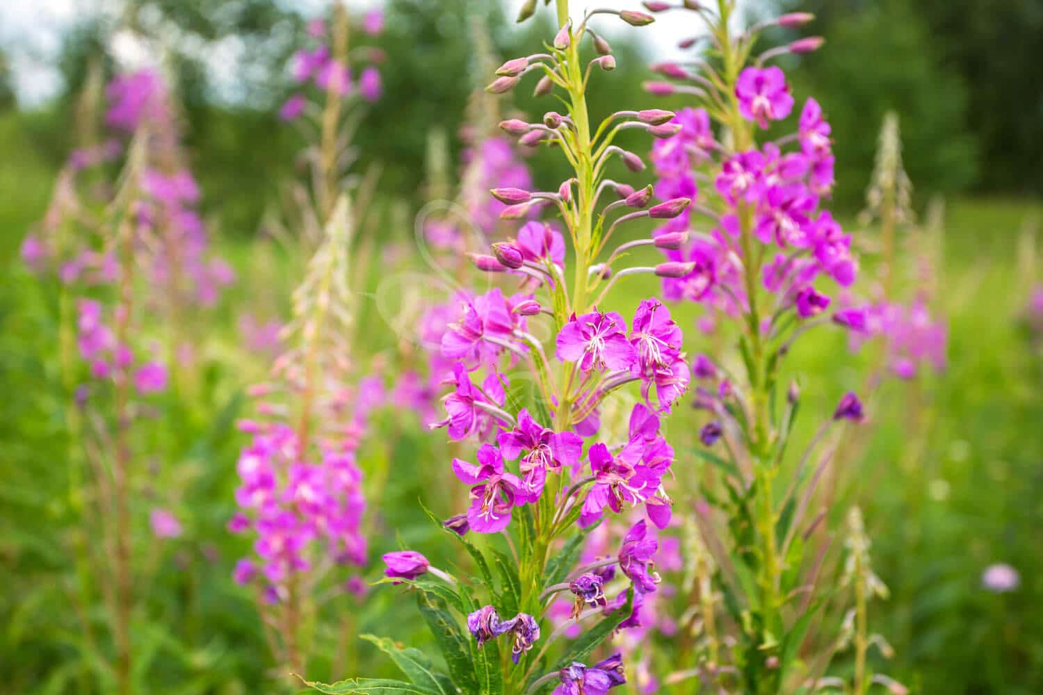 insektblomster_gederams Hej Verden Udvalgt Billede