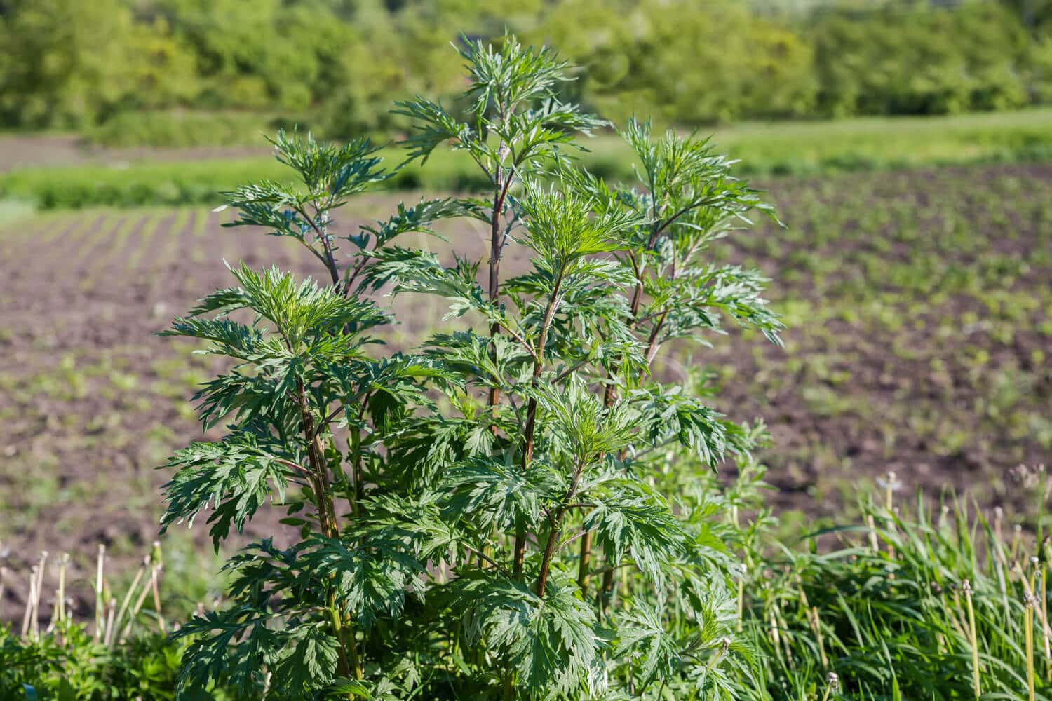 insektblomster_graa-bynke Grå-Bynke i blomst – høj, aromatisk plante med gulgrønne blomster i solbeskinnet, varieret terræn. En hjemmehørende art med stor betydning for insekter.