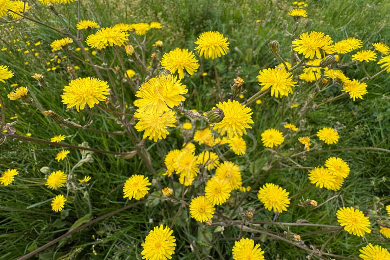 insektblomster_groen_hoegeskaeg Hej Verden Udvalgt Billede