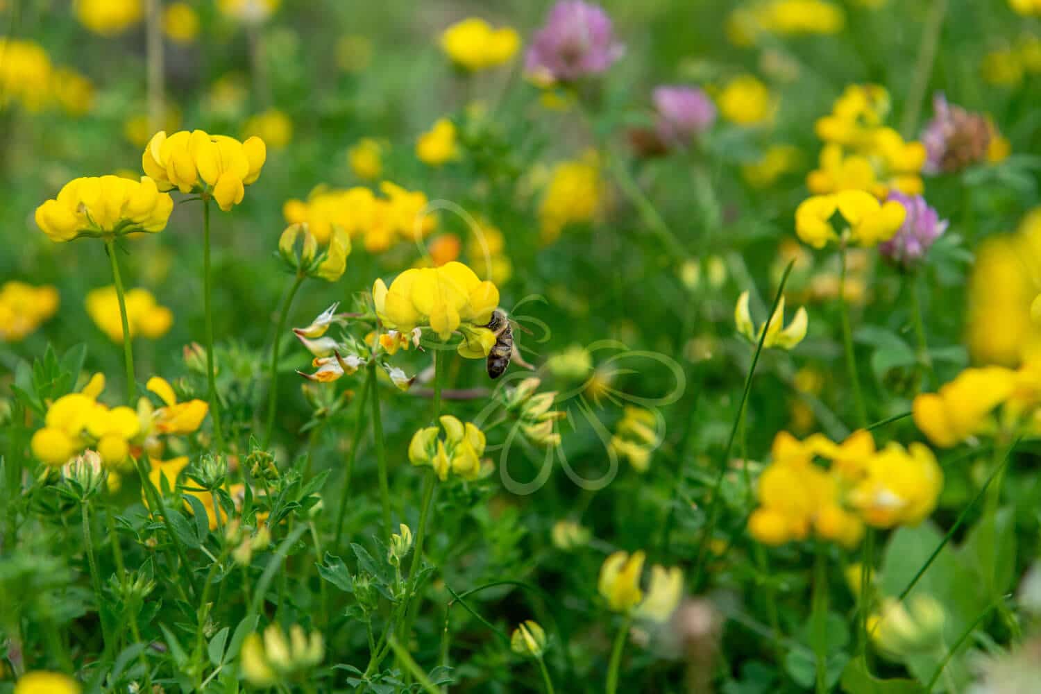 insektblomster_gul_fladbaelg Hej Verden Udvalgt Billede