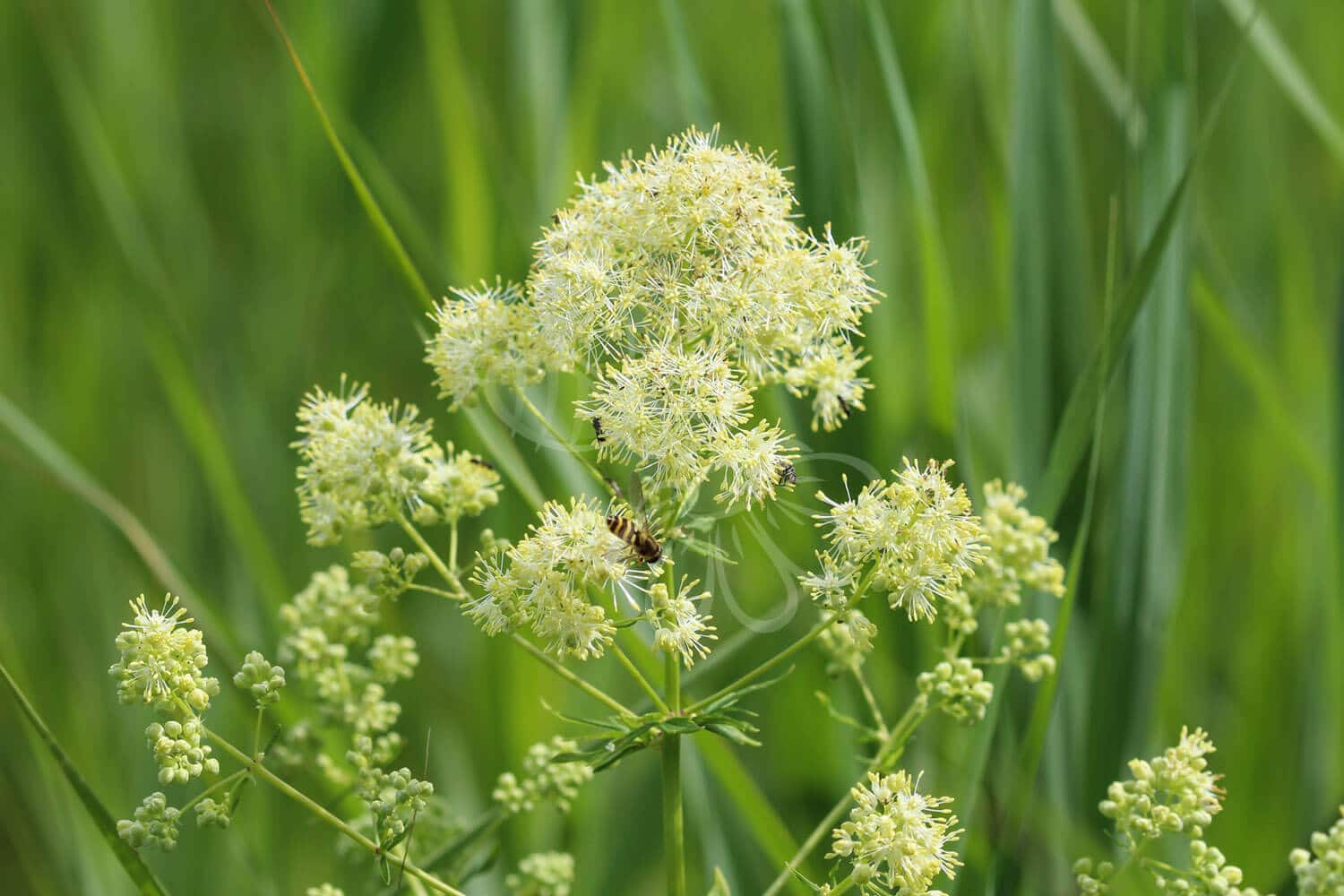 insektblomster_gul_froestjerne Hej Verden Udvalgt Billede