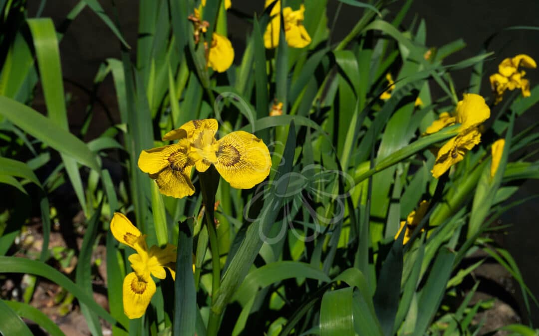 Gul Iris