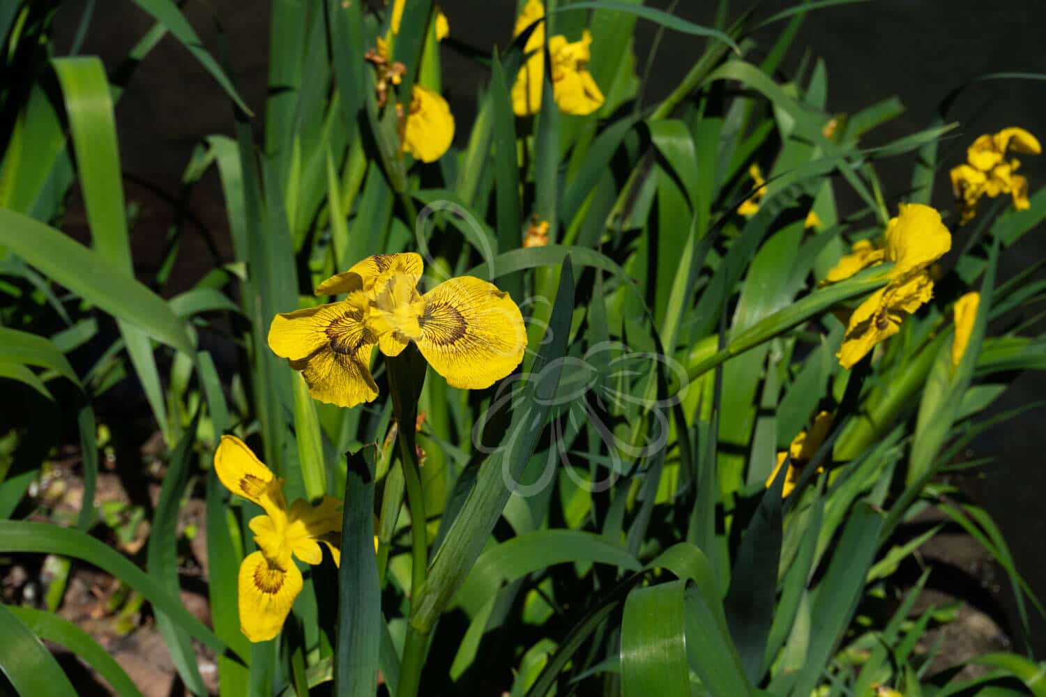 insektblomster_gul_iris Hej Verden Udvalgt Billede