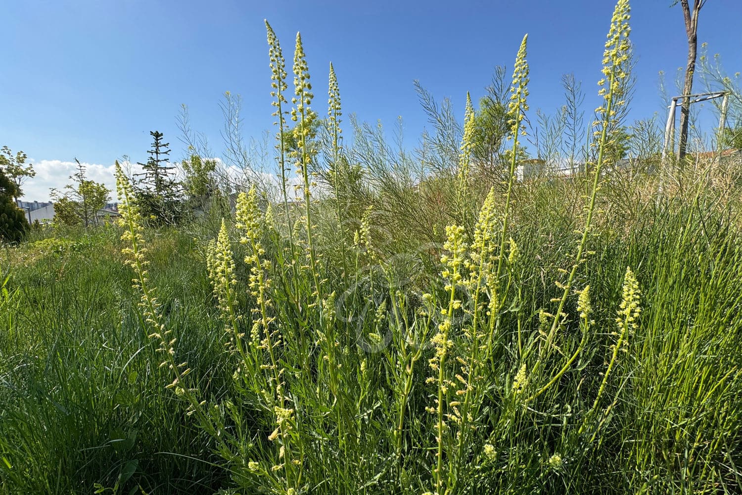 insektblomster_gul_reseda Hej Verden Udvalgt Billede