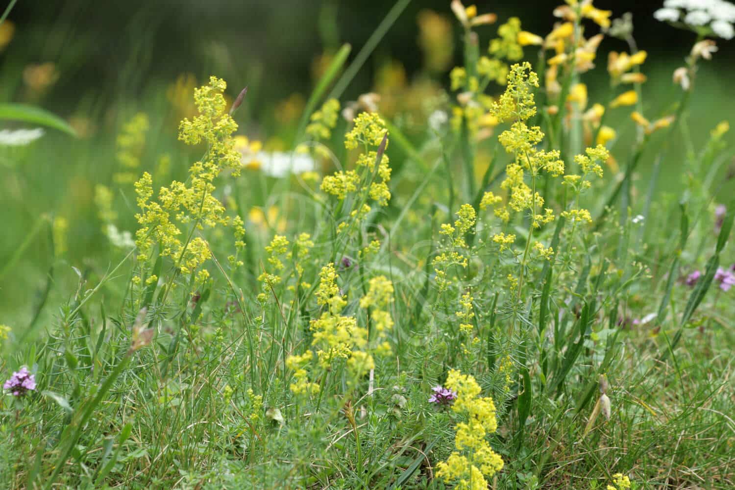 insektblomster_gul_snerre Gul Snerre i blomst – tætte, gule blomsterstande i lysåben beplantning. En hjemmehørende plante, der tiltrækker insekter og trives på tør, sandet jord.