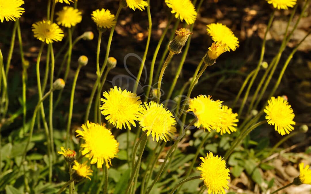 Håret Høgeurt i blomst – lavtvoksende, gulblomstret plante i tør, solrig jordbund. En hjemmehørende art med stor værdi for natsommerfugle og bestøvere.