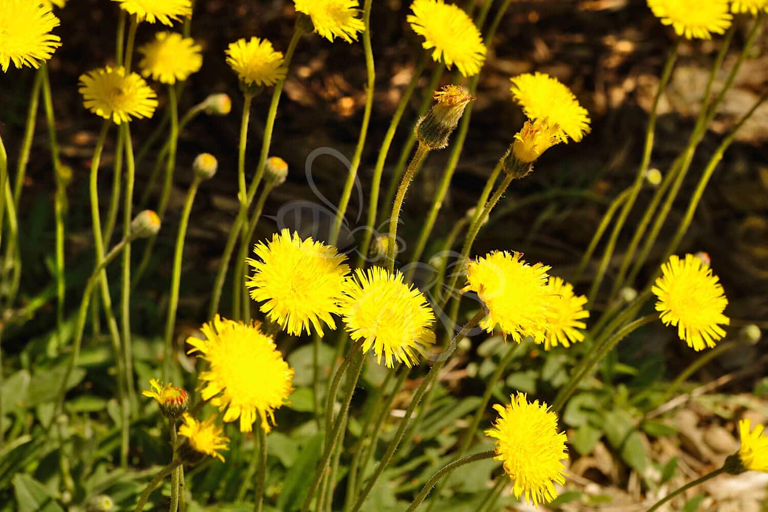 insektblomster_haaret_hoegeurt Håret Høgeurt i blomst – lavtvoksende, gulblomstret plante i tør, solrig jordbund. En hjemmehørende art med stor værdi for natsommerfugle og bestøvere.