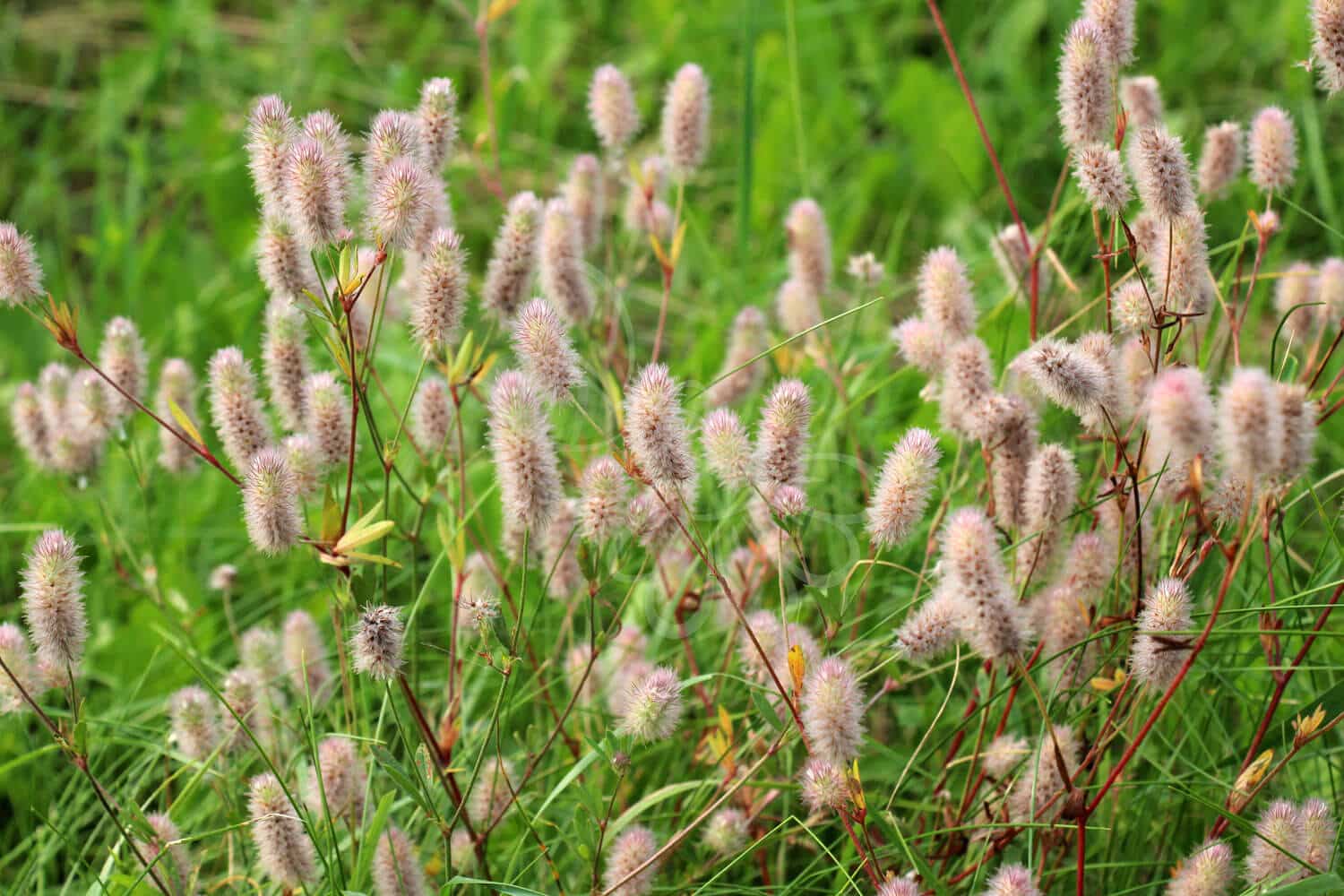 insektblomster_hare-kloever Hej Verden Udvalgt Billede