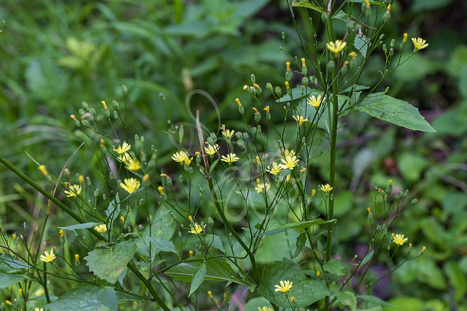 insektblomster_haremad Hej Verden Udvalgt Billede