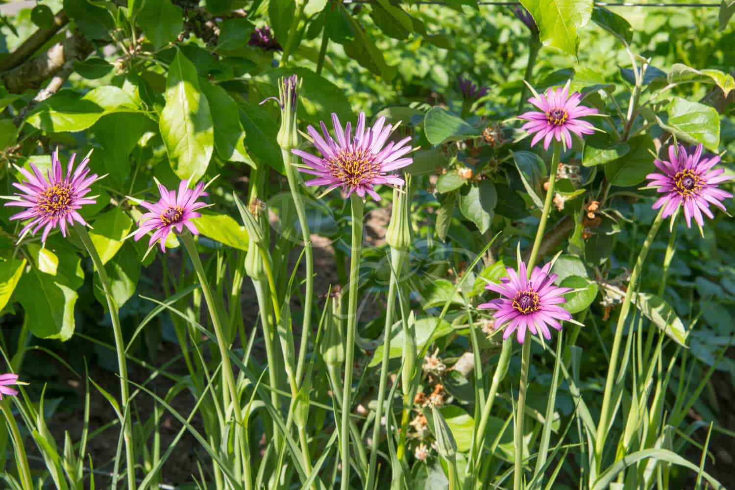 insektblomster_havrerod Hej Verden Udvalgt Billede