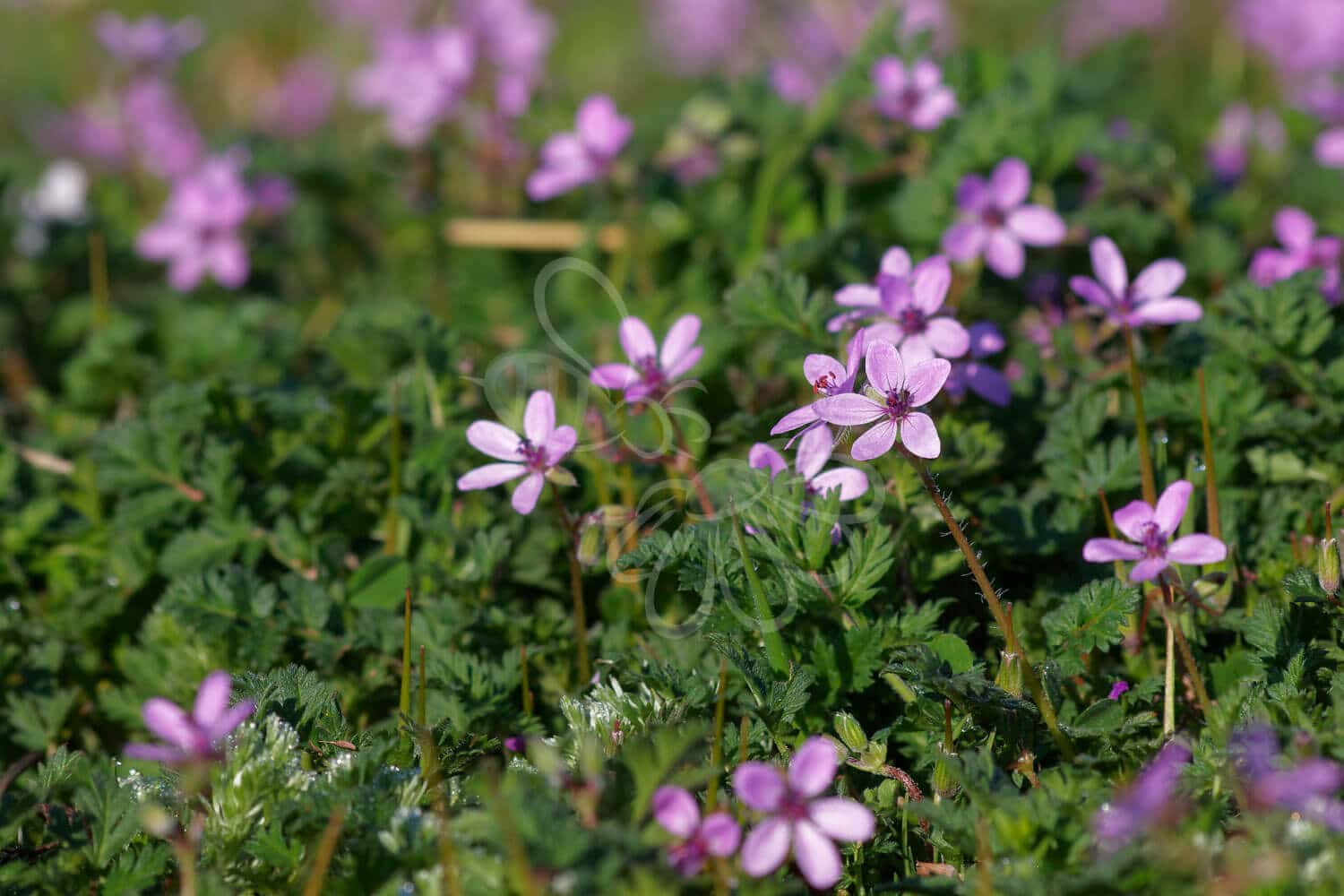 insektblomster_hejrenaeb Hej Verden Udvalgt Billede