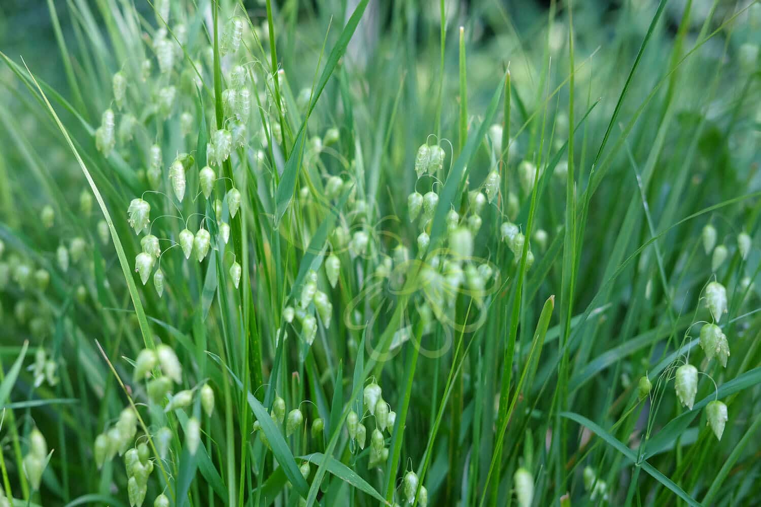 insektblomster_hjertegraes Hej Verden Udvalgt Billede
