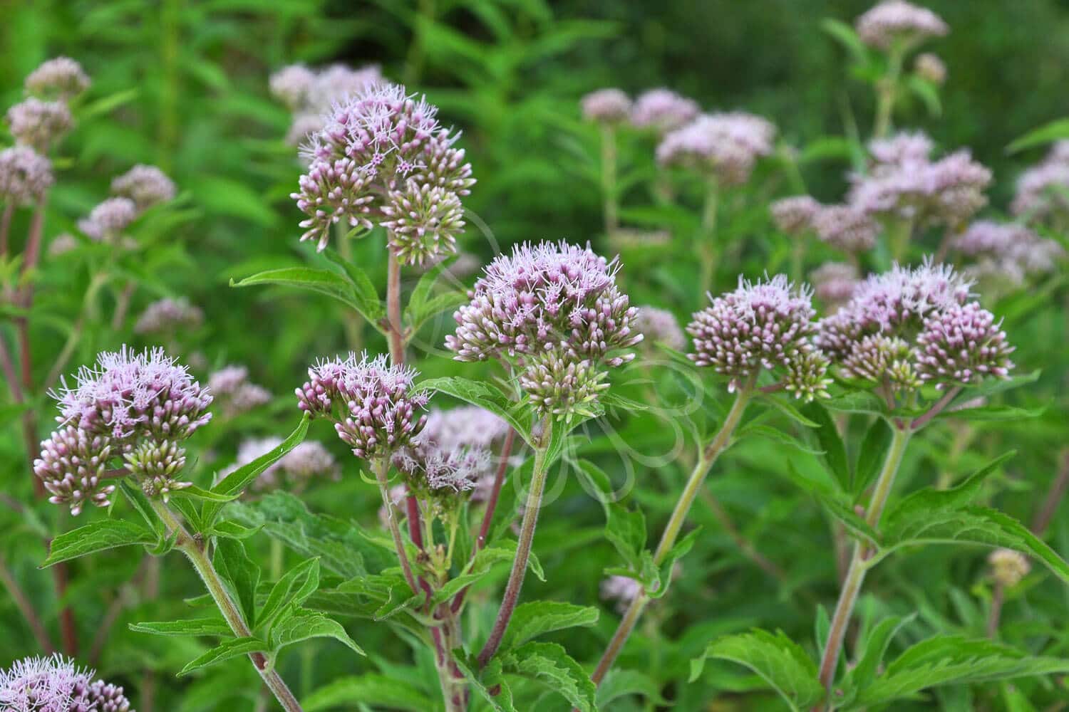 insektblomster_hjortetroest Hjortetrøst i blomst – kraftig plante med lyserøde blomster i fugtigt engområde. En vigtig, hjemmehørende art for insekter i sensommeren.