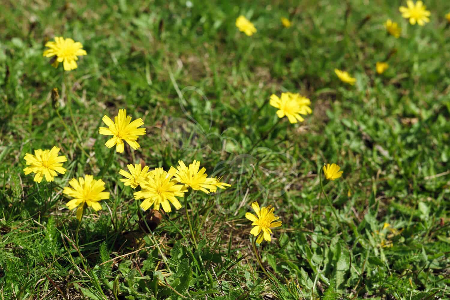 insektblomster_hoest_borst Hej Verden Udvalgt Billede