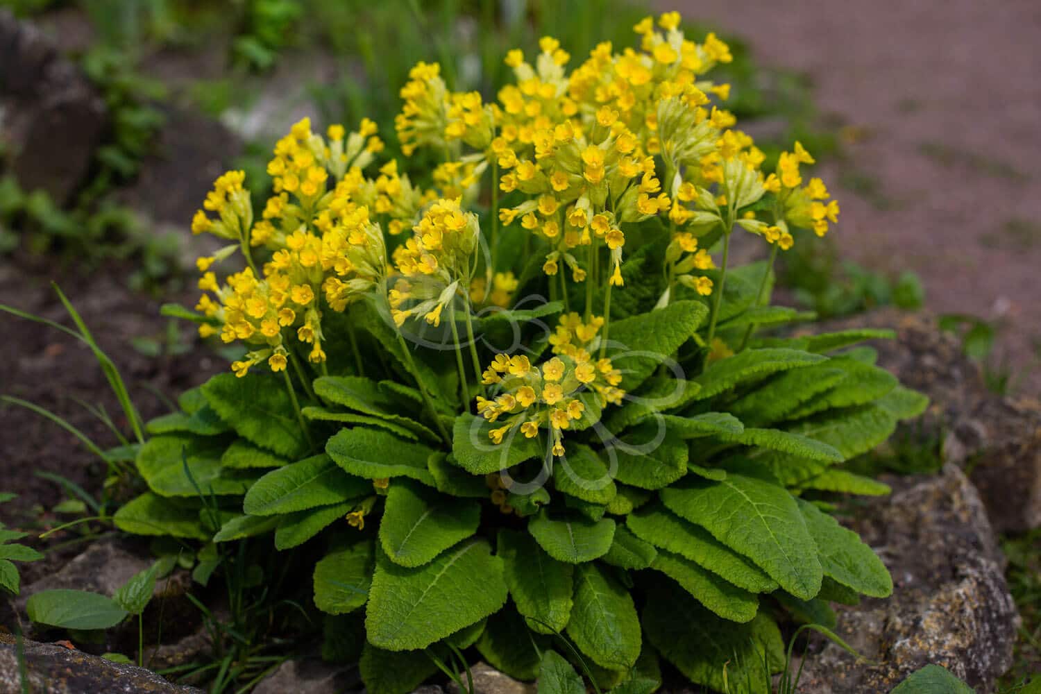 insektblomster_hulkravet_kodriver Hej Verden Udvalgt Billede