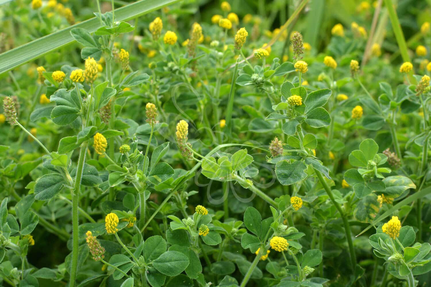 insektblomster_humle-sneglebaelg Hej Verden Udvalgt Billede