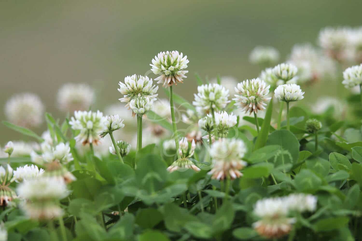 insektblomster_hvid-kloever Hvid-Kløver i blomst – lav, tætvoksende plante med hvide blomster i lysåbent areal. En vigtig insektplante til blomsterplæner og grønne, tørre flader.