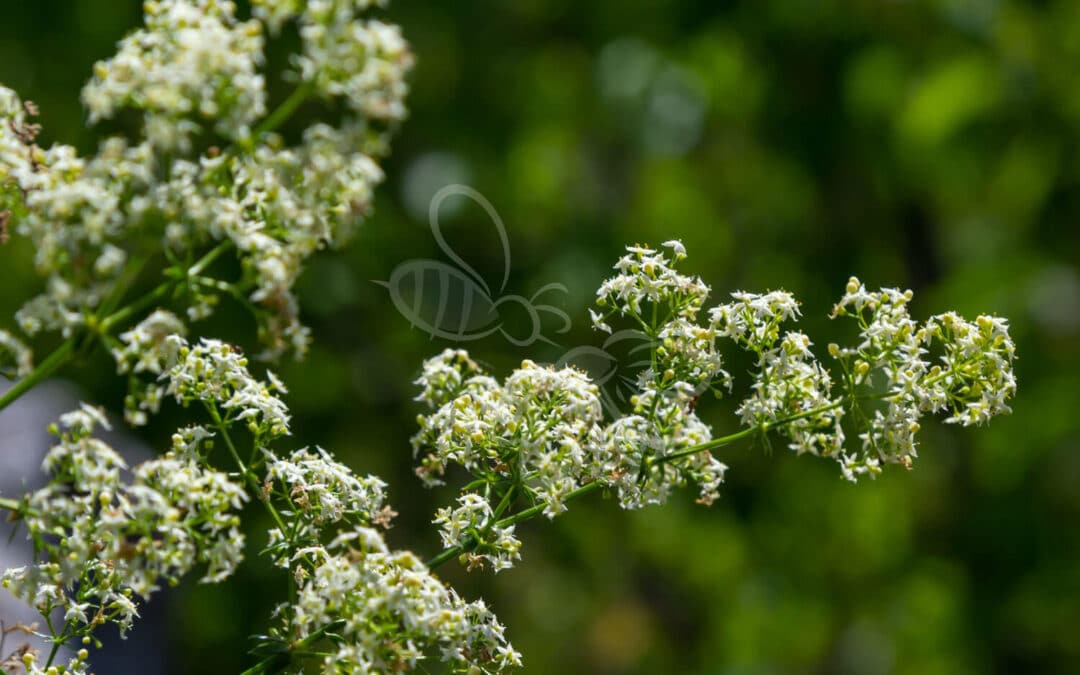 Hvid Snerre i blomst – fine hvide blomster i solbeskinnet, næringsrig jord. En hjemmehørende plante med høj værdi for sommerfugle og små bestøvere.