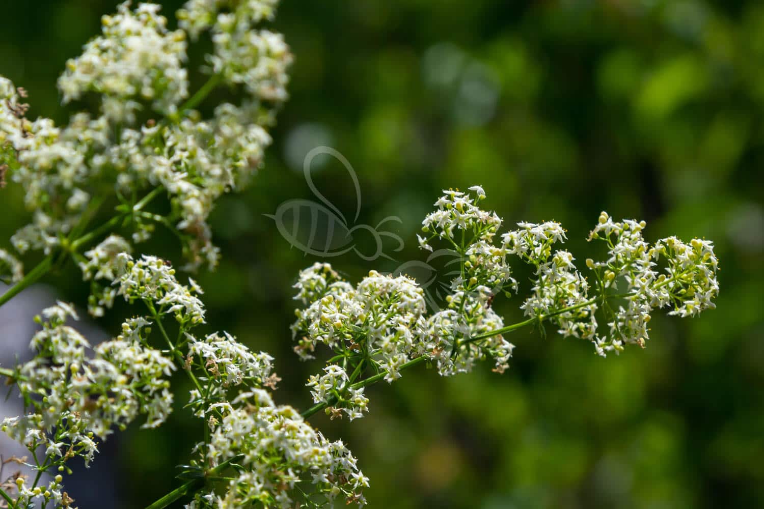 insektblomster_hvid_snerre Hvid Snerre i blomst – fine hvide blomster i solbeskinnet, næringsrig jord. En hjemmehørende plante med høj værdi for sommerfugle og små bestøvere.