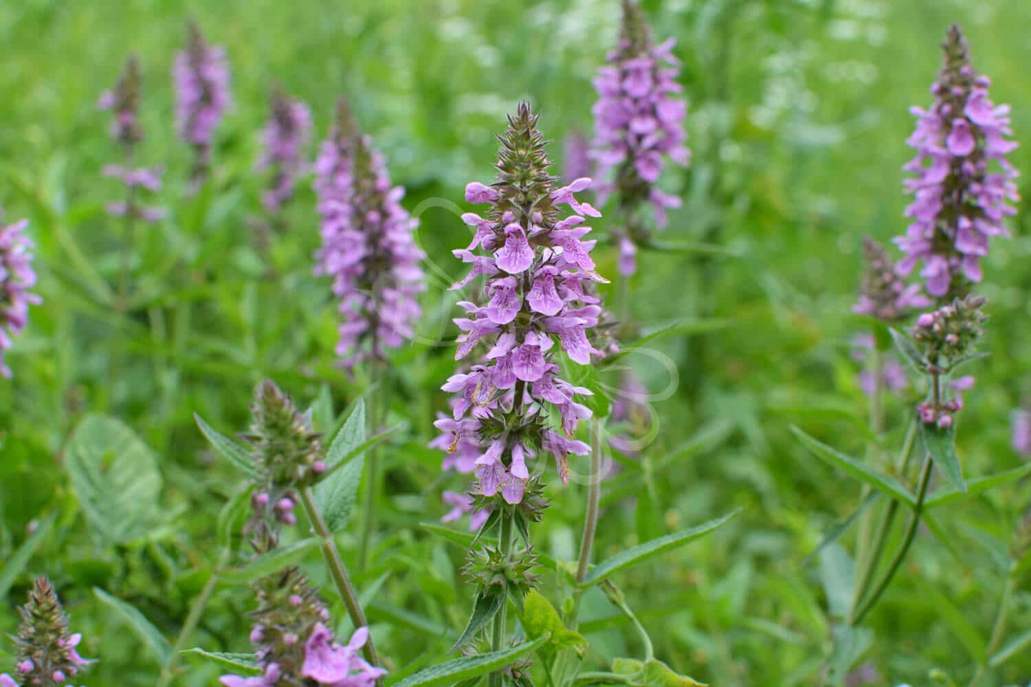 insektblomster_kaer_galtetand Hej Verden Udvalgt Billede