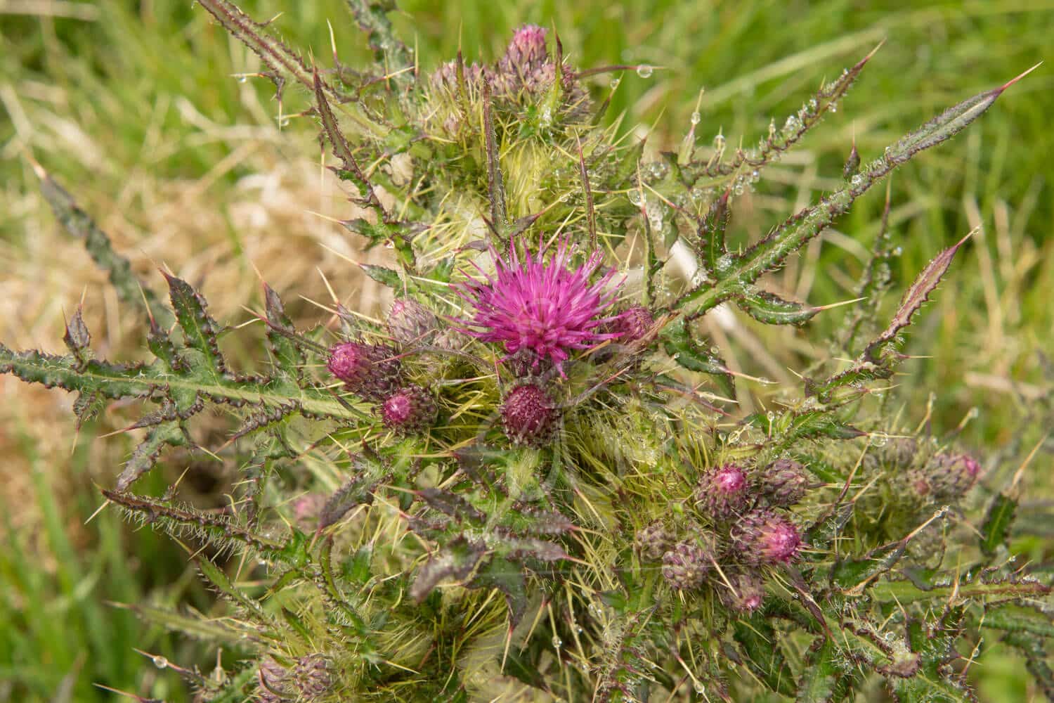 insektblomster_kaer_tidsel Hej Verden Udvalgt Billede