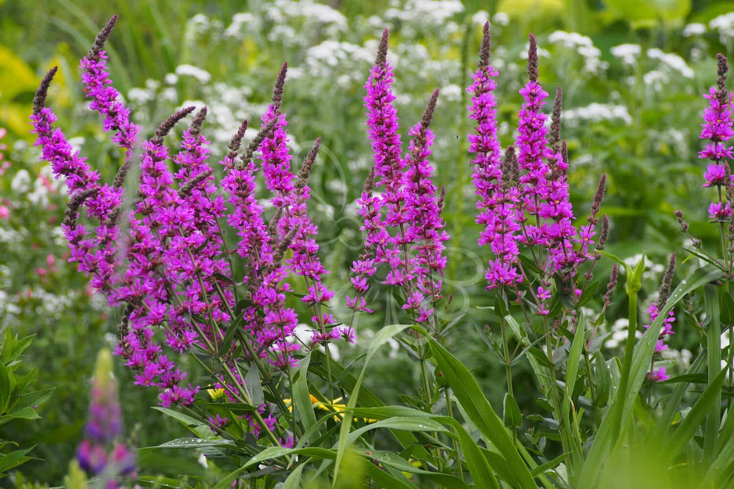 insektblomster_kattehale Kattehale i blomst – høje, rødviolette blomsteraks i våd og frodig eng. En hjemmehørende plante med høj værdi for sommerfugle og bestøvende insekter.
