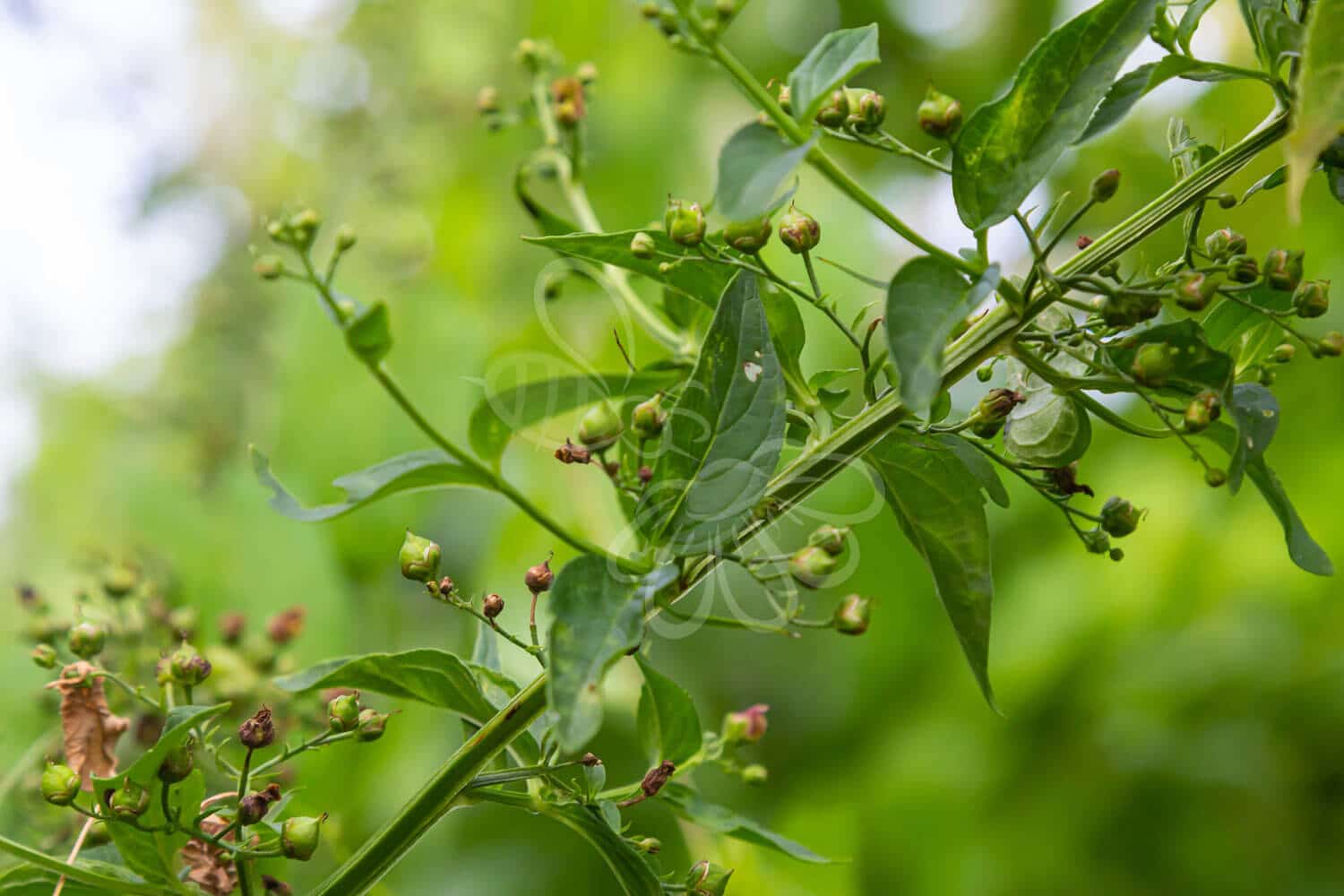 insektblomster_knoldet_brunrod Hej Verden Udvalgt Billede