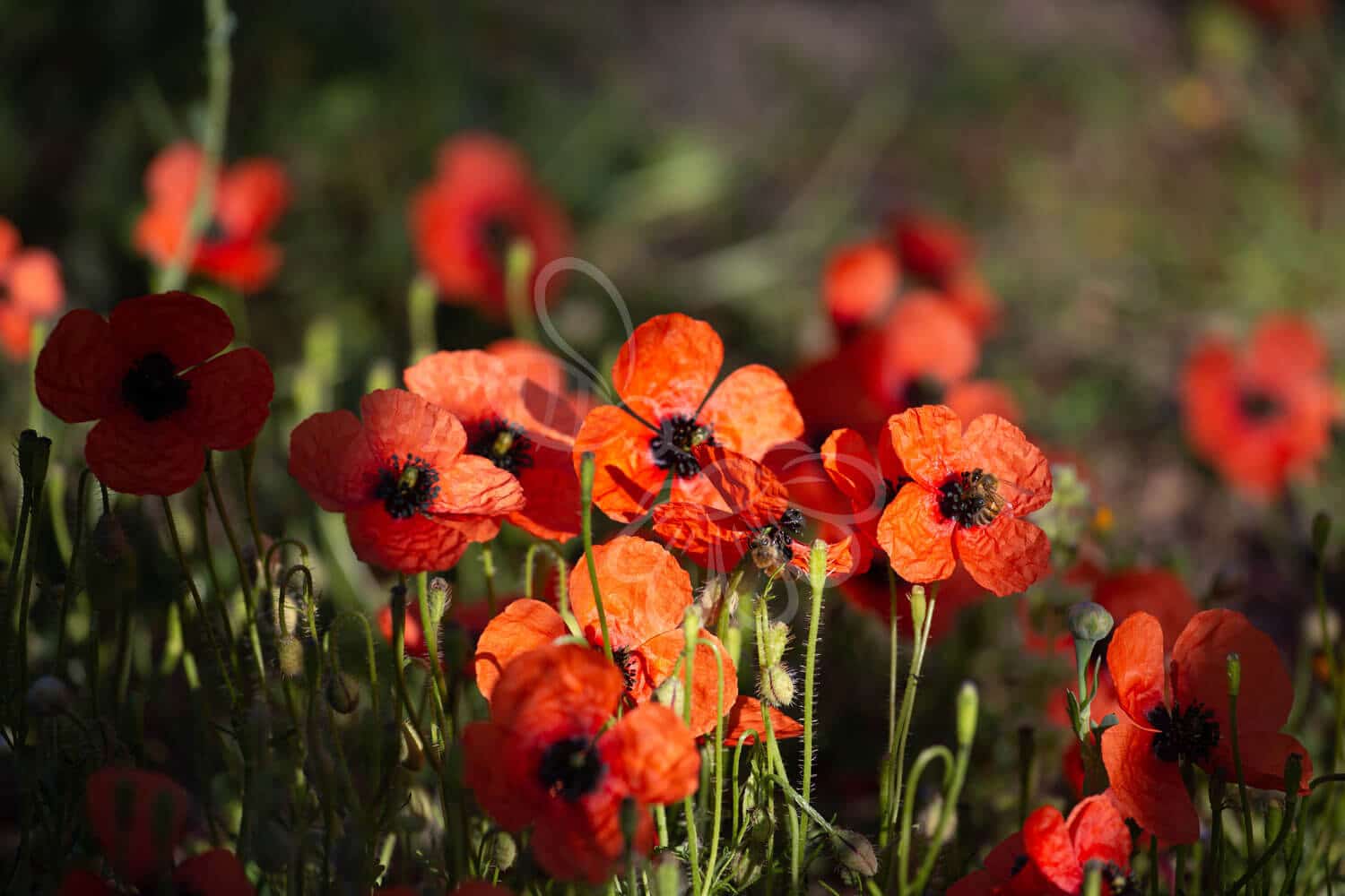 insektblomster_koelle-valmue Hej Verden Udvalgt Billede