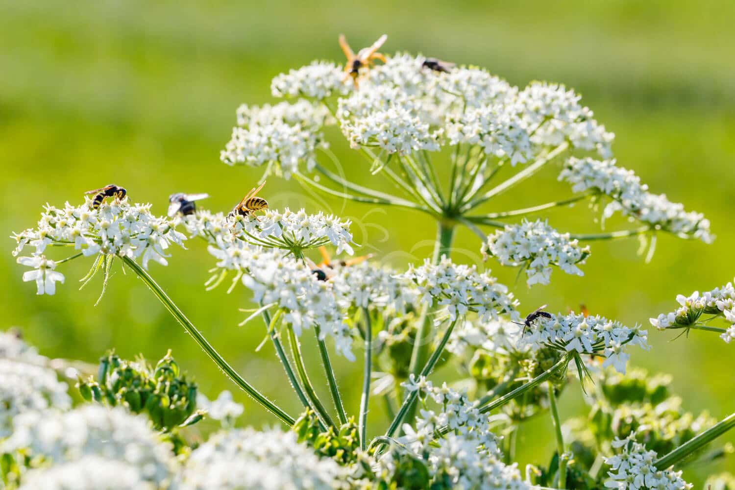insektblomster_kommen Hej Verden Udvalgt Billede