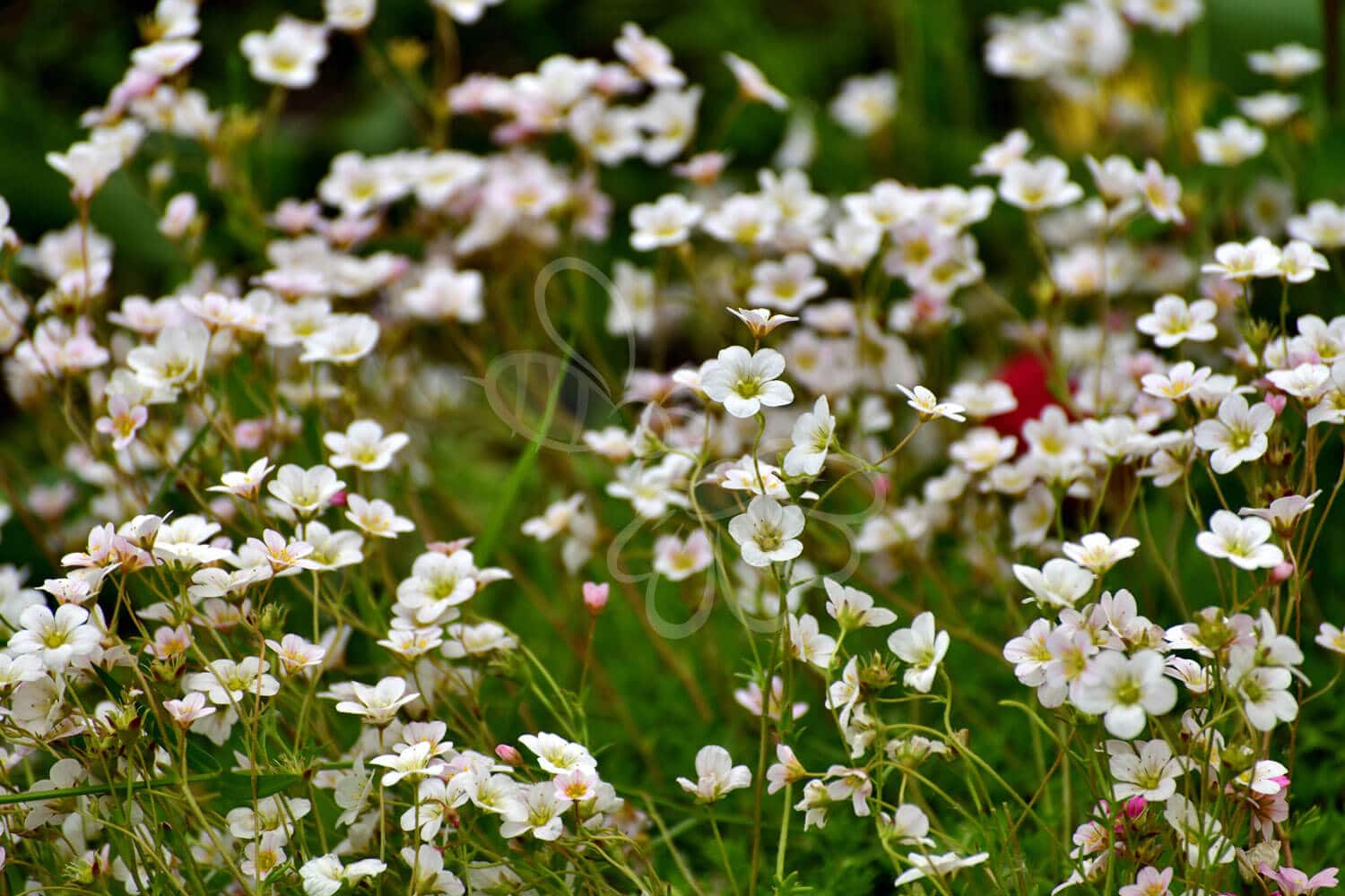 insektblomster_kornet_stenbraek Hej Verden Udvalgt Billede