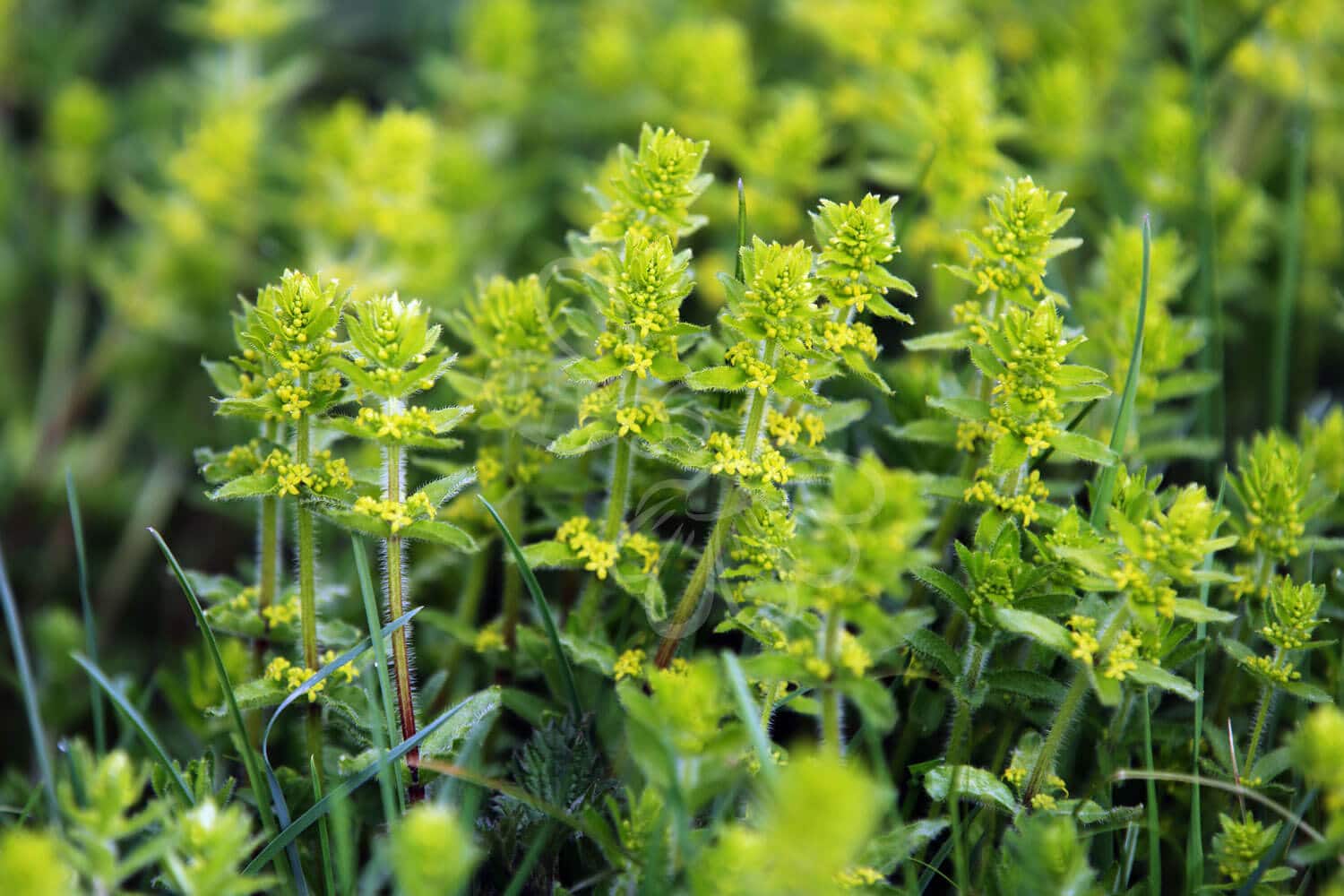 insektblomster_korsblad Hej Verden Udvalgt Billede