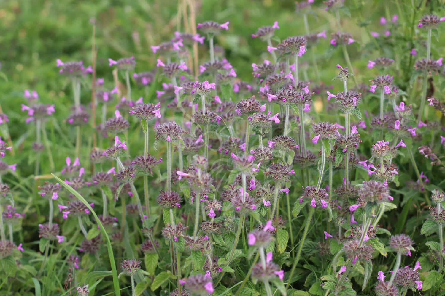 insektblomster_kransboerste Hej Verden Udvalgt Billede
