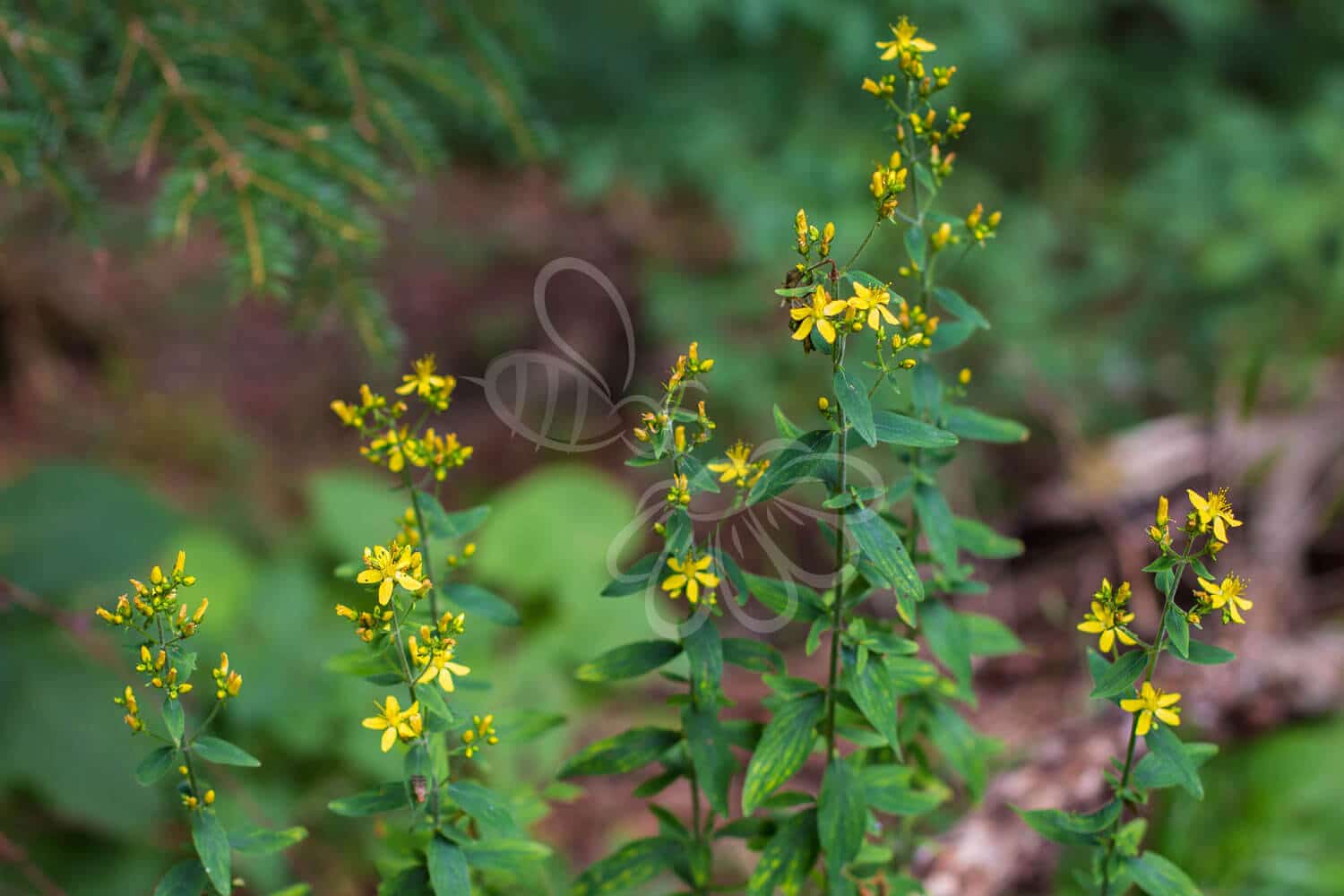 insektblomster_laadden_perikon Hej Verden Udvalgt Billede