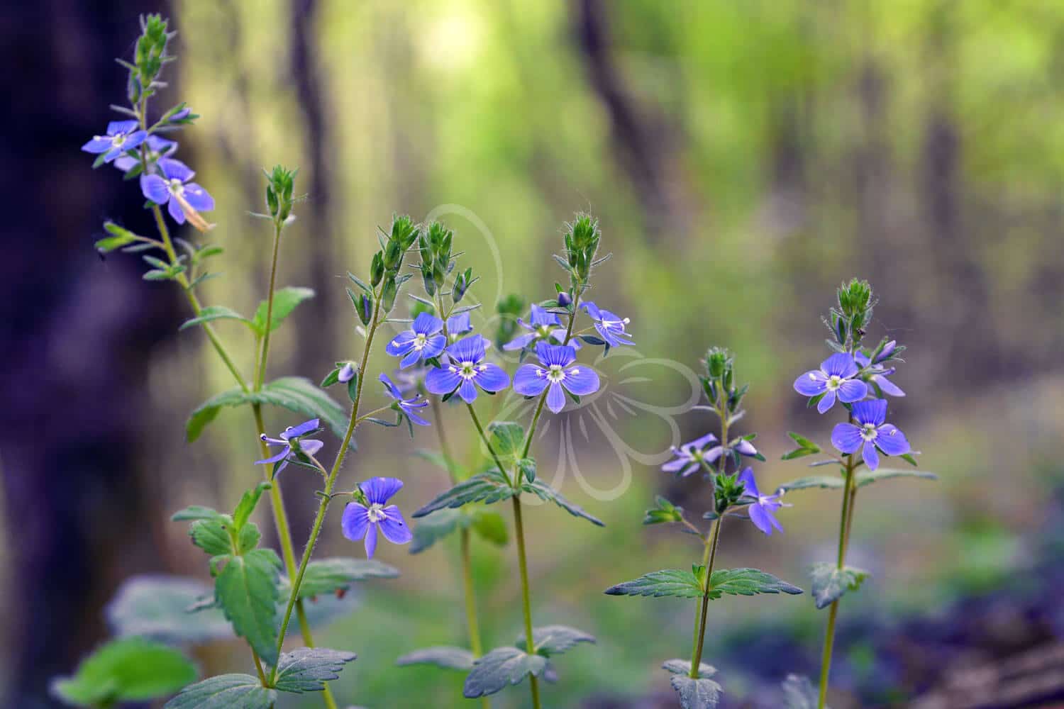 insektblomster_laege-aerenpris Hej Verden Udvalgt Billede