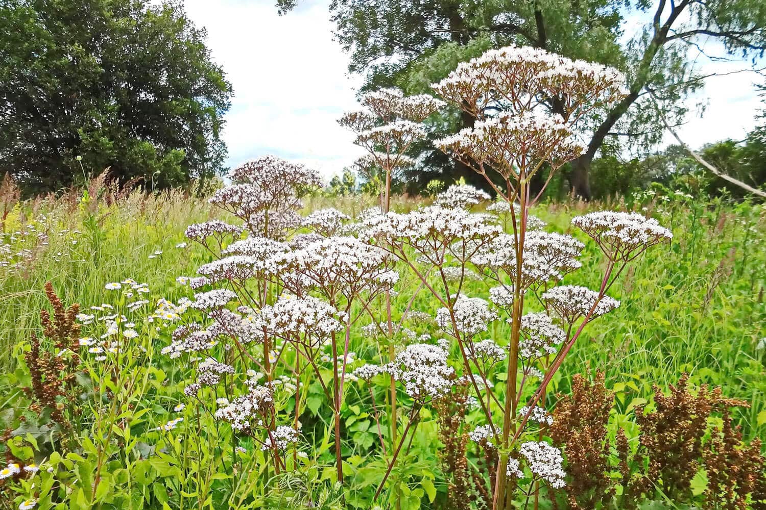 insektblomster_laege-baldrian Læge-Baldrian i blomst – høj, hjemmehørende plante med hvide blomster i frodigt, fugtigt område. En vigtig art for truede sommerfugle og vilde bestøvere.