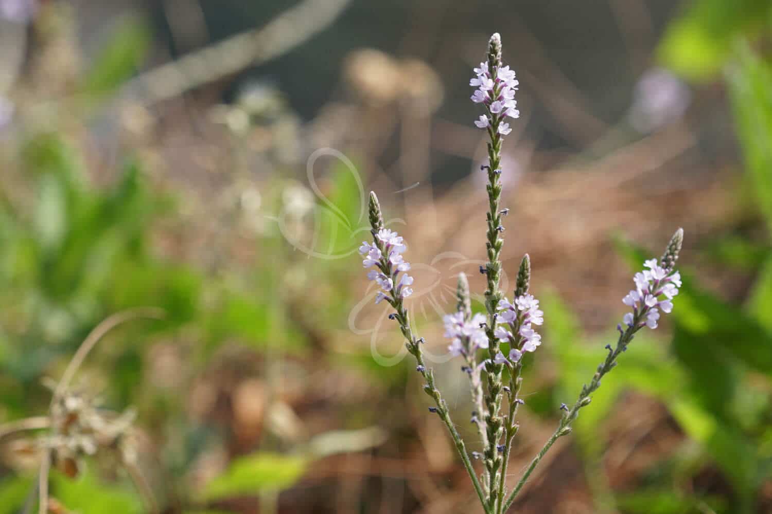 insektblomster_laege-jernurt Hej Verden Udvalgt Billede