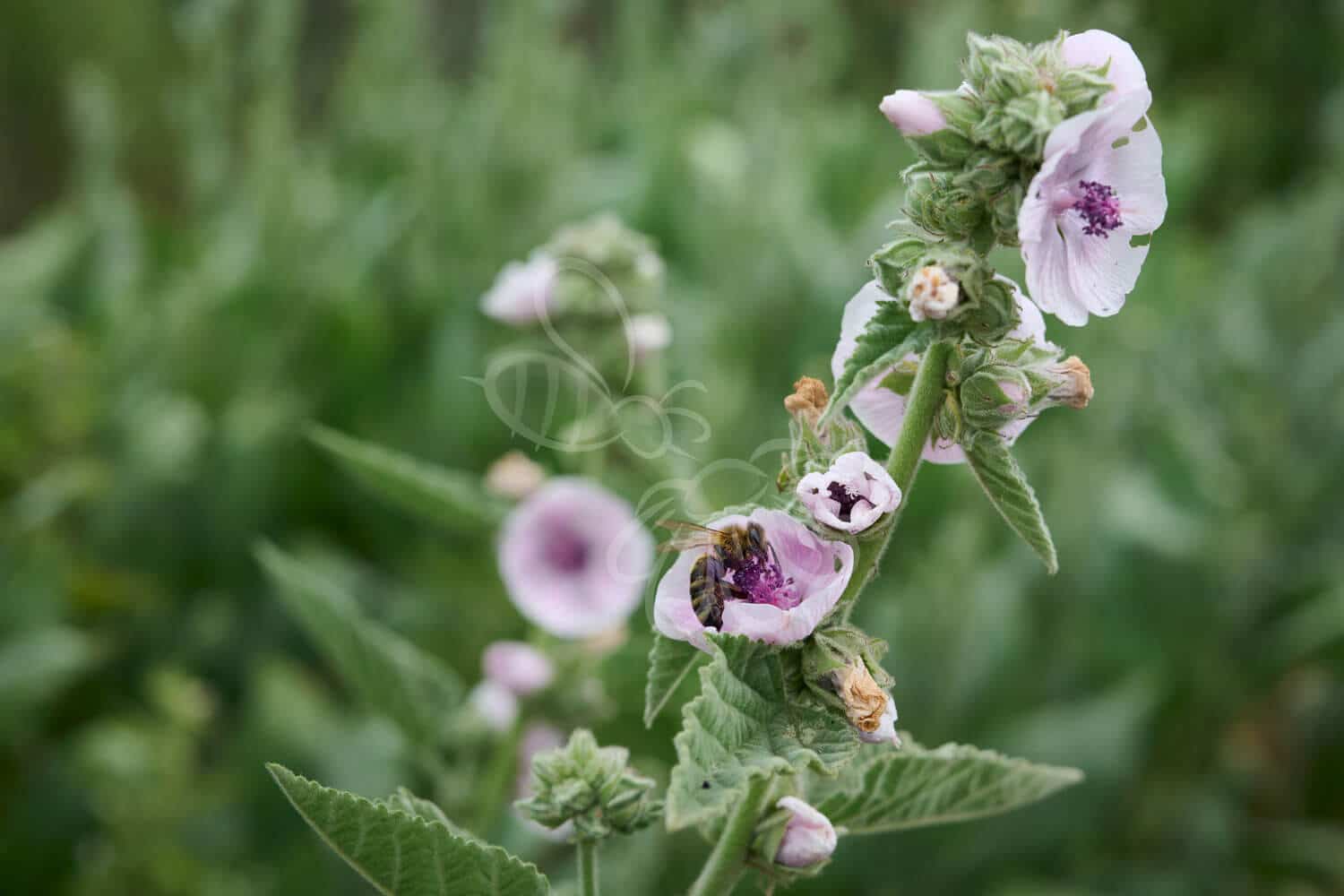 insektblomster_laege-stokrose Læge-Stokrose i blomst – høj, silkeblød plante med lyserøde blomster i vådt engområde. En vigtig hjemmehørende art for biodiversitet og specialiserede insekter.