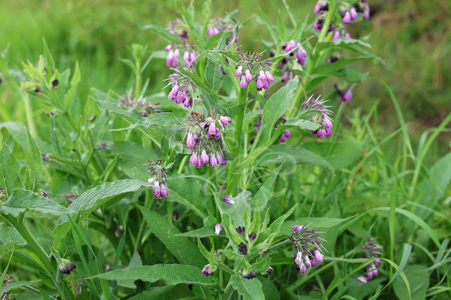 insektblomster_laege_kulsukker Hej Verden Udvalgt Billede