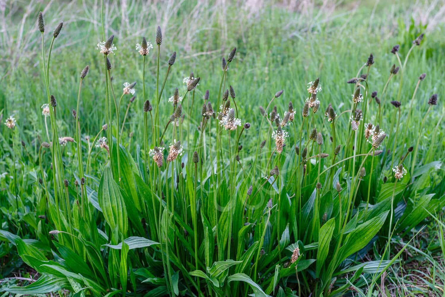 insektblomster_lancet-vejbred Lancet-Vejbred i blomst – lav, opret plante med hvide blomsteraks og smalle blade i engområde. En vigtig hjemmehørende art for sommerfugle og andre insekter.