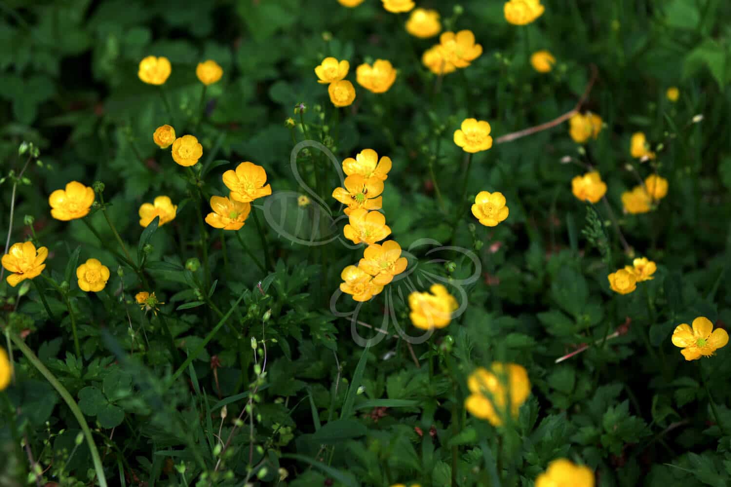 insektblomster_lav_ranunkel Hej Verden Udvalgt Billede
