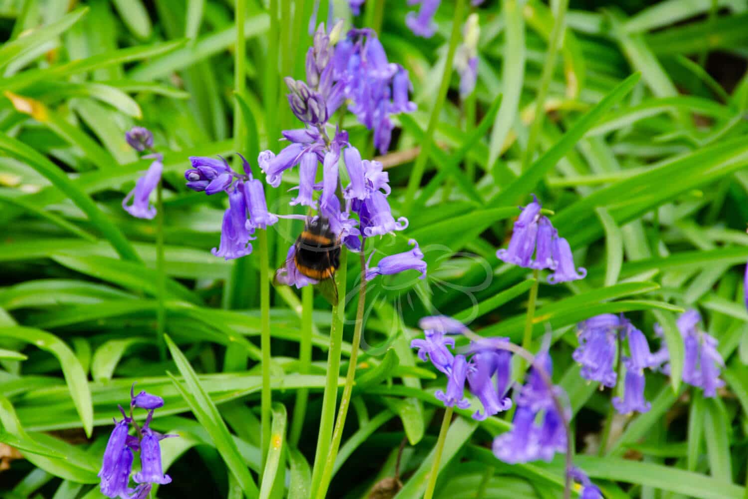 insektblomster_liden_klokke Liden Klokke i blomst – fine, blå klokkeformede blomster på spinkle stængler i sandet jordbund. En diskret og insektvenlig plante til tørre områder.