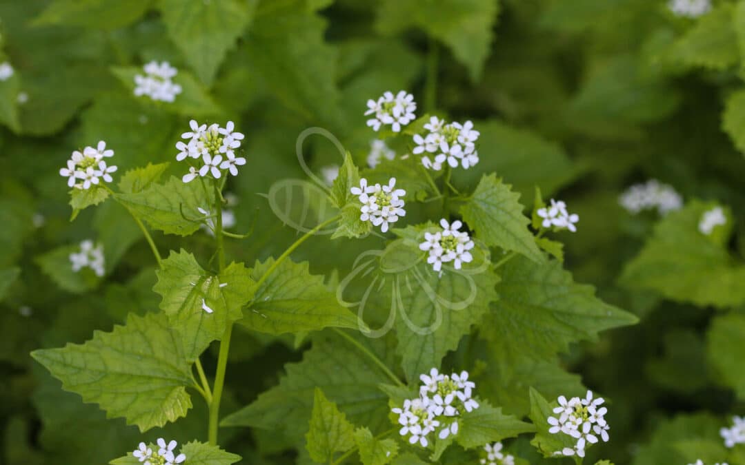 Løgkarse i blomst – hvidblomstrende, toårig plante med hjerteformede blade og løgduft. En vigtig hjemmehørende art i skovbryn og fugtige, næringsrige jorde.