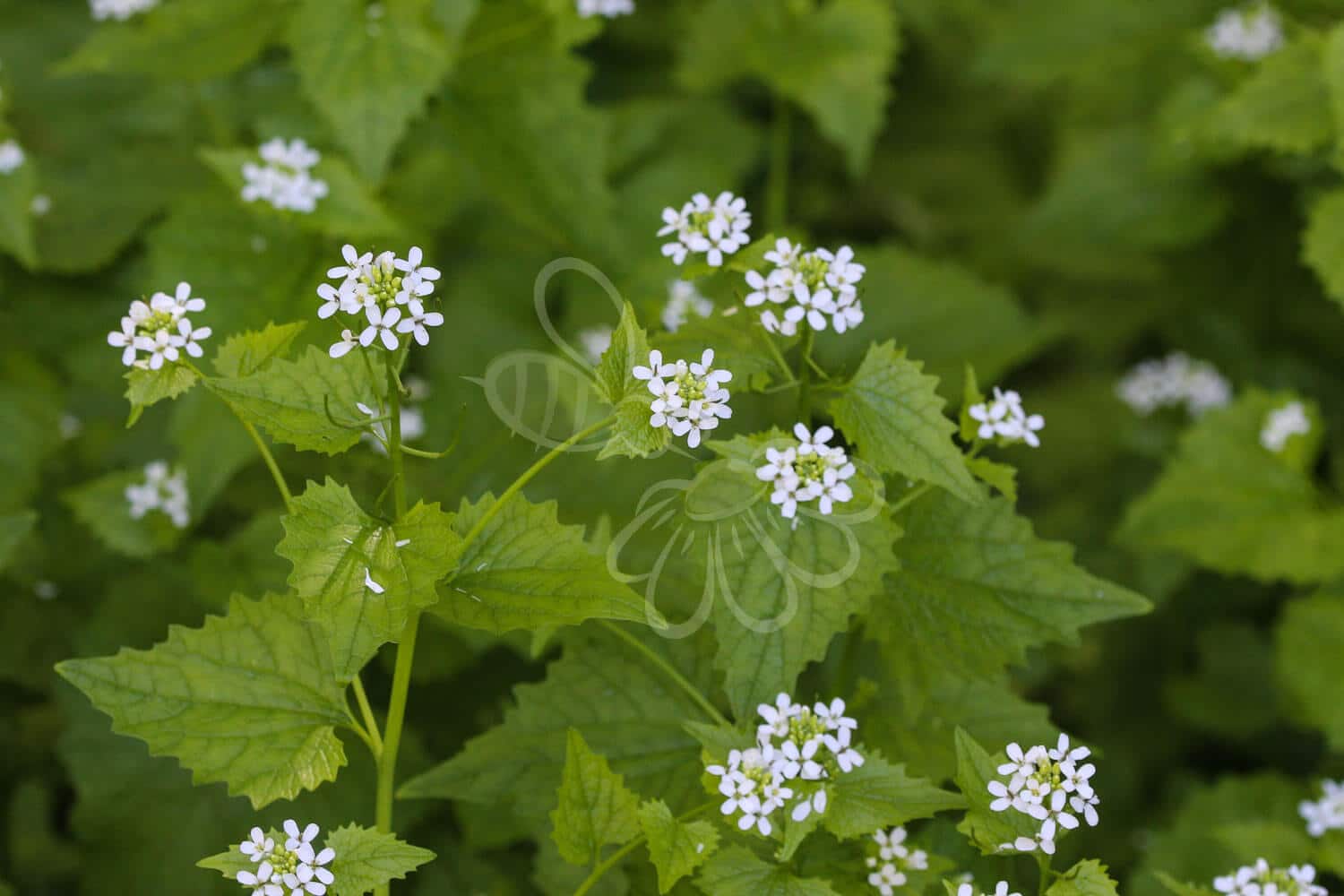 insektblomster_loegkarse Løgkarse i blomst – hvidblomstrende, toårig plante med hjerteformede blade og løgduft. En vigtig hjemmehørende art i skovbryn og fugtige, næringsrige jorde.