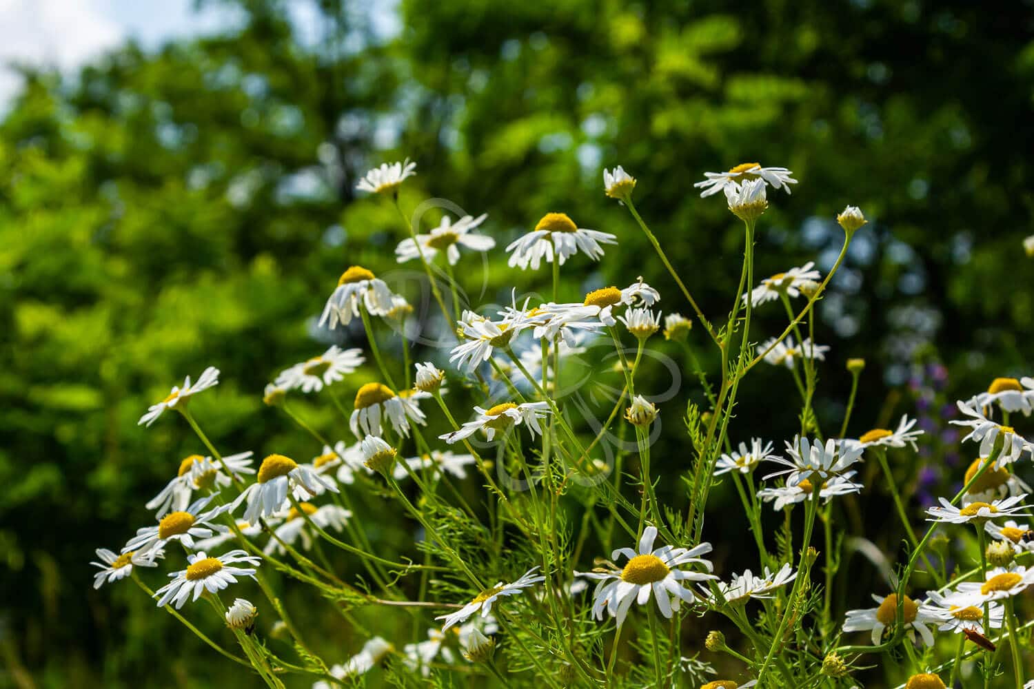 insektblomster_lugtloes_kamille Lugtløs Kamille i blomst – hvide kronblade og gul midte på oprette stængler. En hjemmehørende plante, der understøtter insekter fra juni til oktober.