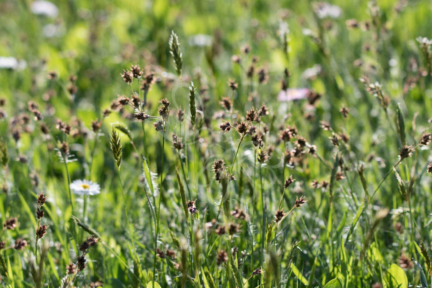 insektblomster_mark-frytle Hej Verden Udvalgt Billede