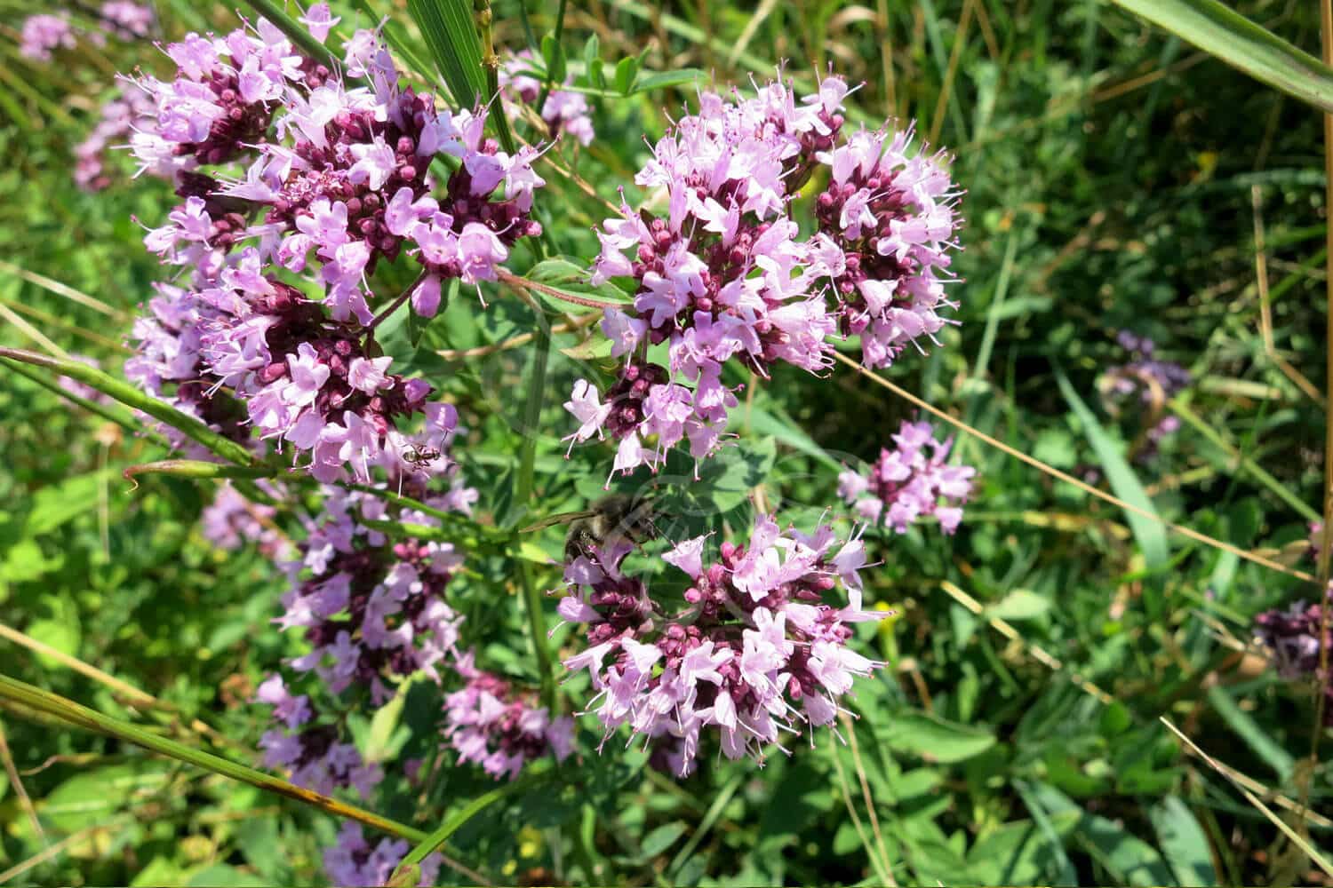 insektblomster_merian Merian i blomst – rødlige blomsterstande i tæt vækst på kalkrig jord. En vigtig plante for senblomstrende frøblandinger og truede insekter.