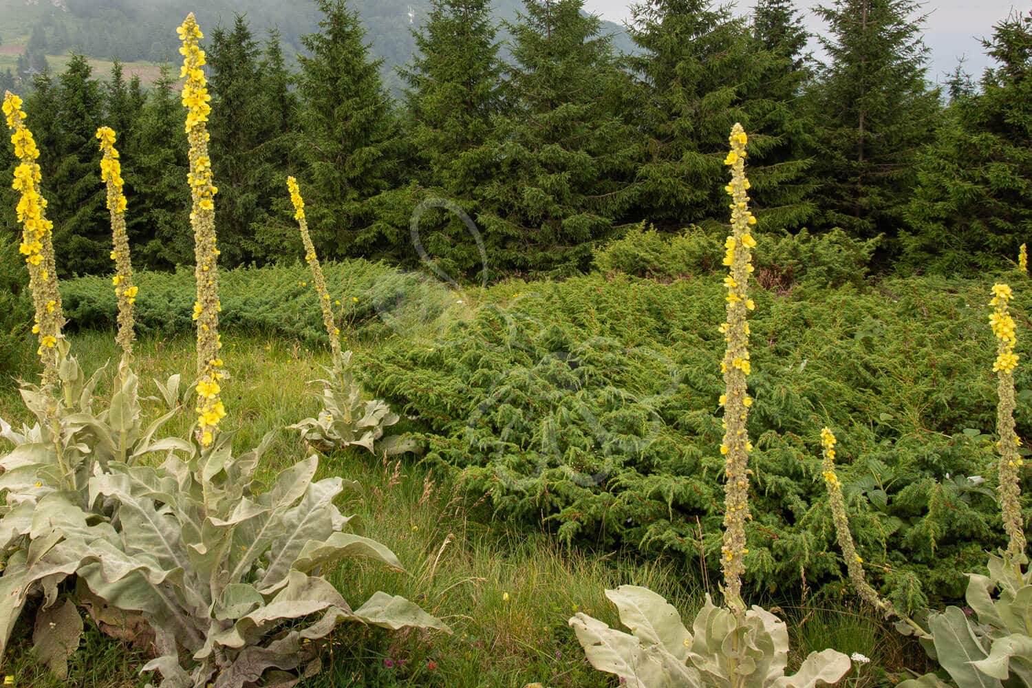 insektblomster_moerk_kongelys Hej Verden Udvalgt Billede